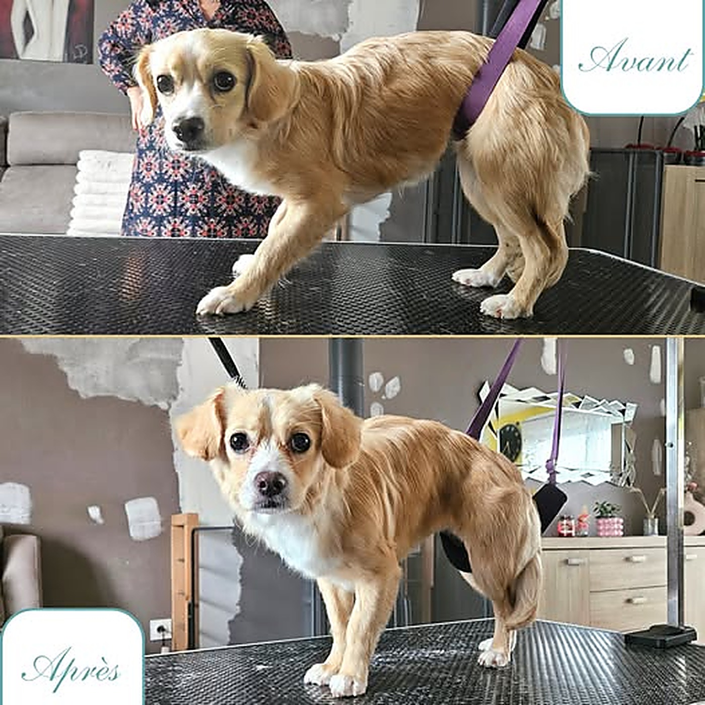 Avant / après du toilettage d'un petit chien fauve et blanc à poil mi-long au salon Bulle d'Eau Canine