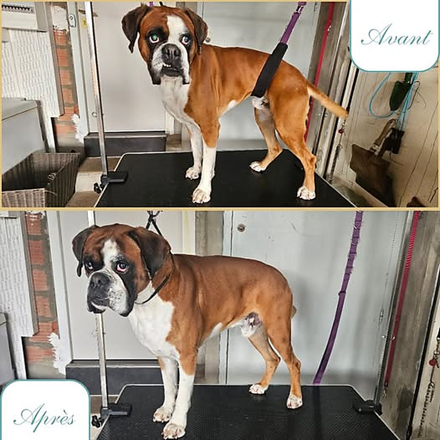 Avant / après du toilettage d'un boxer fauve et blanc après bain au salon Bulle d'Eau Canine