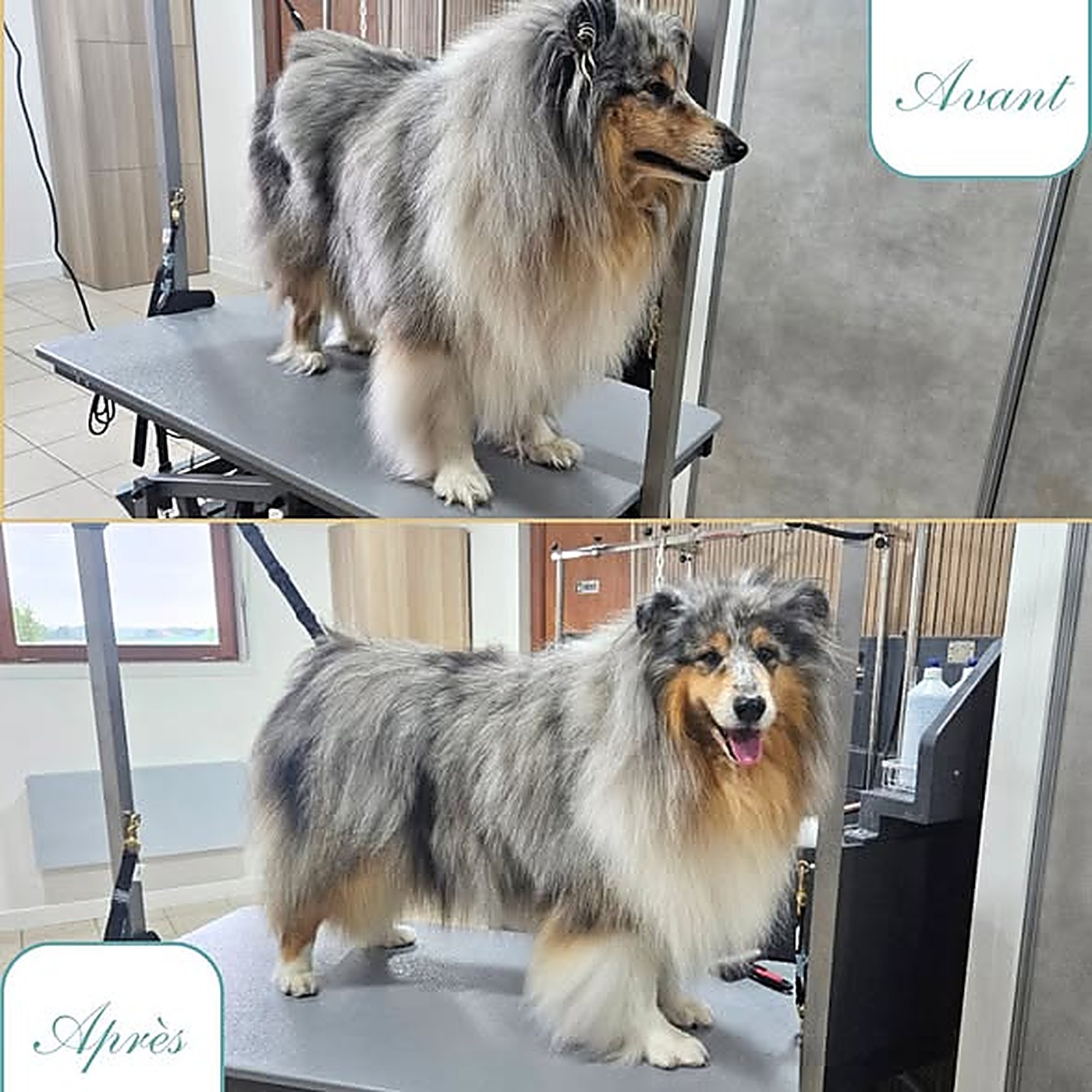 Avant / après du toilettage d'un colley à poil long bleu merle après débourrage au salon Bulle d'Eau Canine