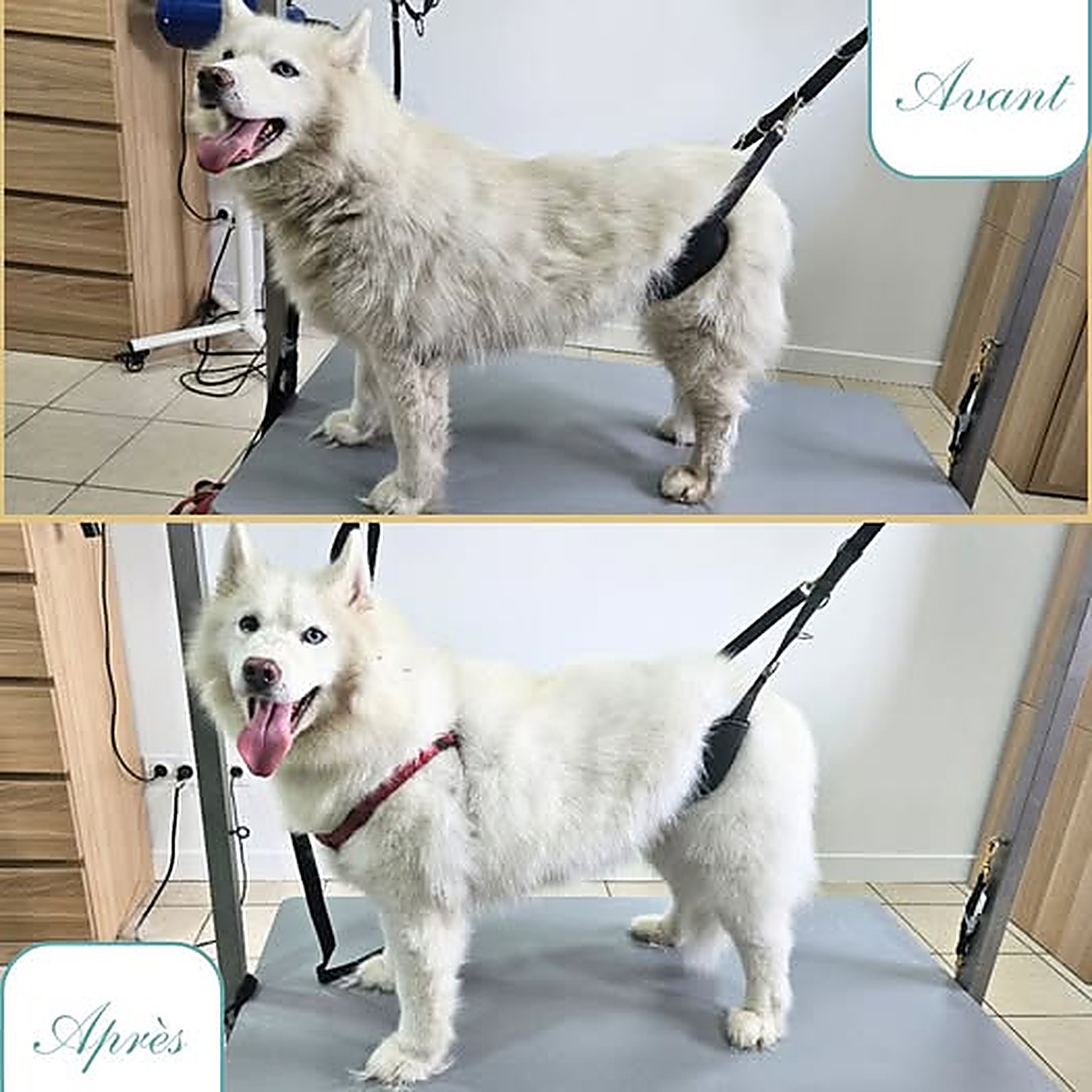 Avant / après du toilettage d'un husky blanc après débourrage complet au salon Bulle d'Eau Canine