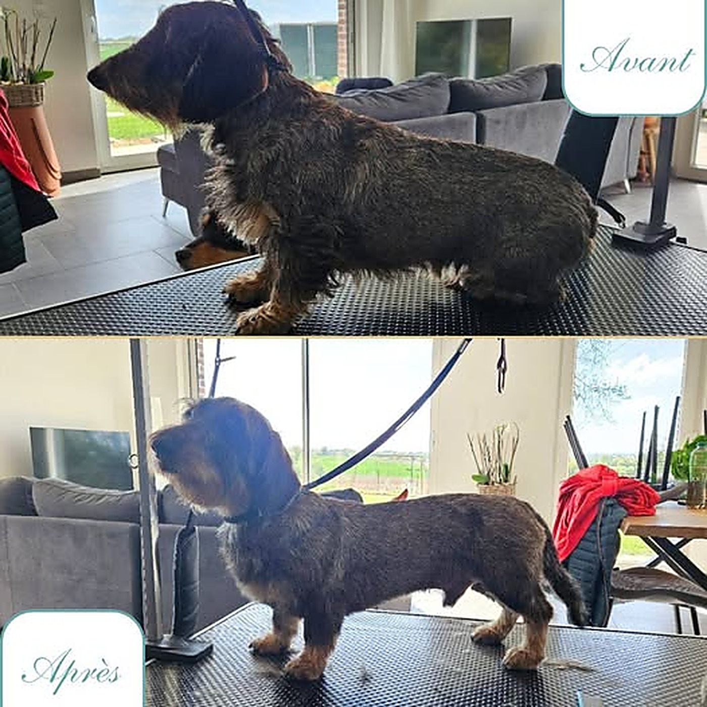 Avant / après du toilettage d'un teckel à poil dur épilé au salon Bulle d'Eau Canine