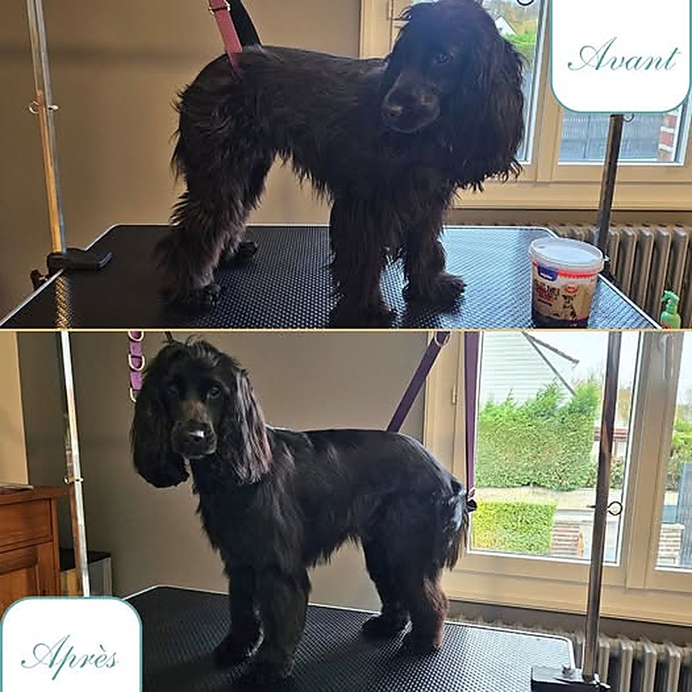 Avant / après du toilettage d'un cocker anglais noir tondu et démêlé au salon Bulle d'Eau Canine