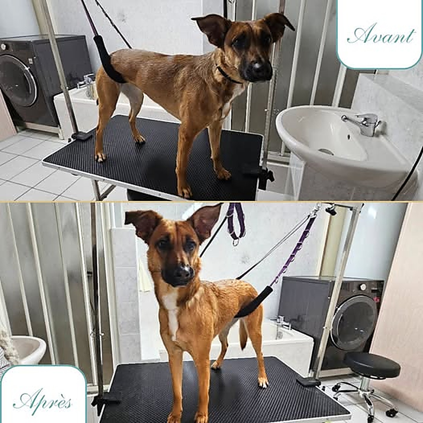 Avant / après du toilettage d'un chien croisé fauve après bain et démêlage au salon Bulle d'Eau Canine