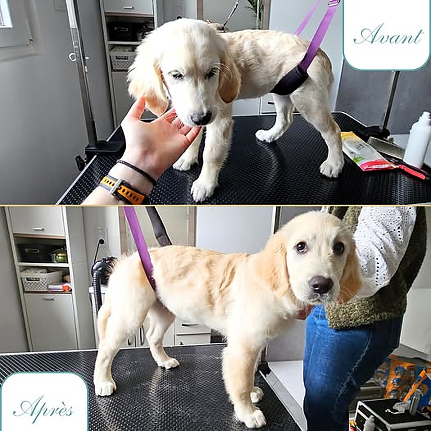 Avant / après du toilettage d'un chiot golden retriever crème au salon Bulle d'Eau Canine