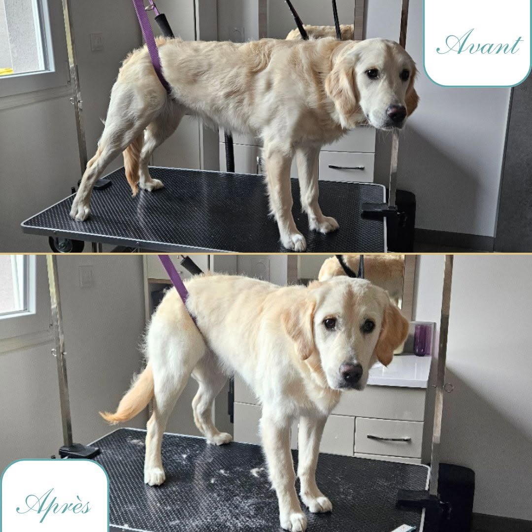 Avant / après du toilettage d'un golden retriever crème brossé et séché au salon Bulle d'Eau Canine
