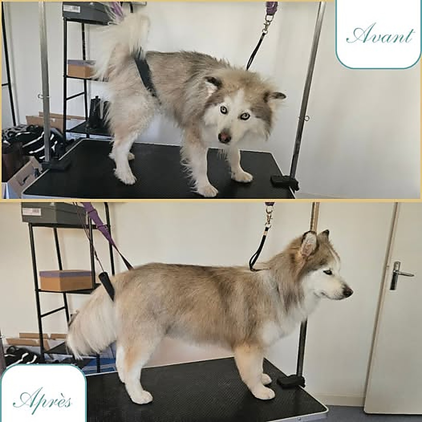 Avant / après du toilettage d'un chien nordique gris et blanc après débourrage au salon Bulle d'Eau Canine