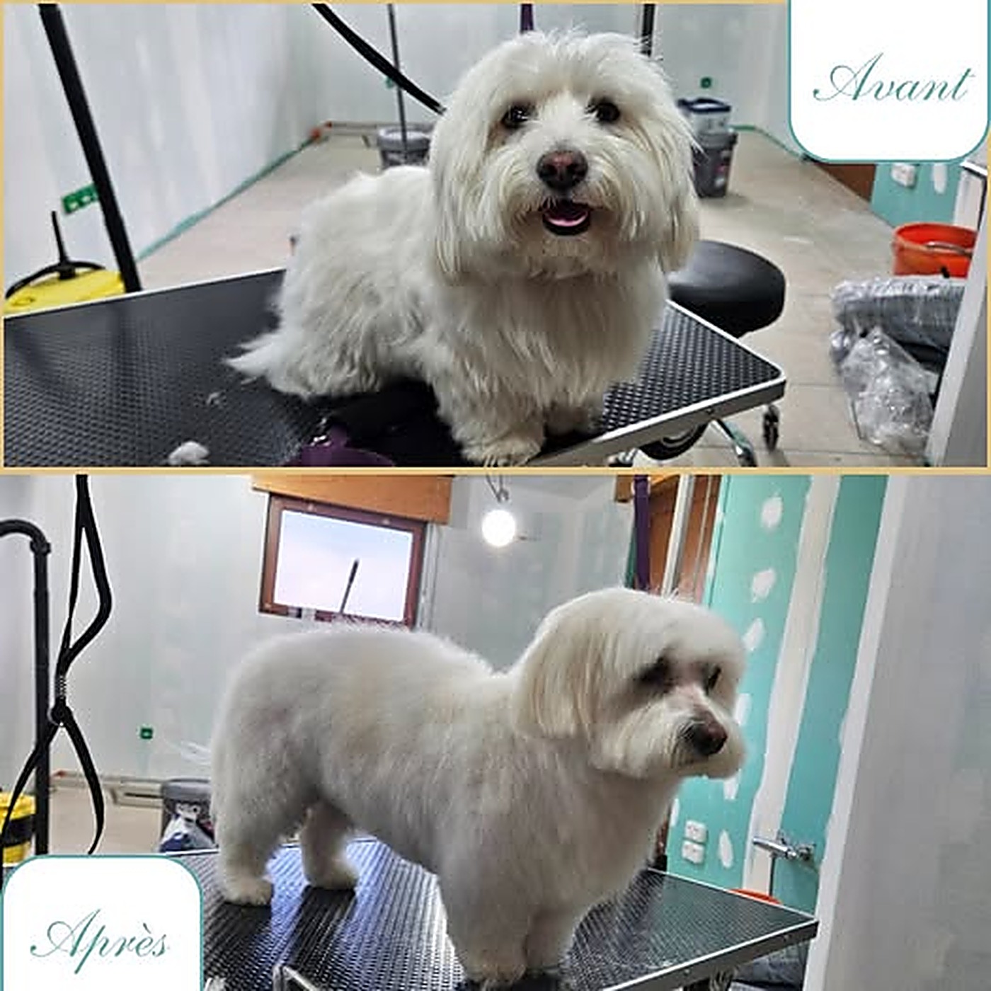 Avant / après du toilettage d'un petit chien blanc à poil long tondu au salon Bulle d'Eau Canine