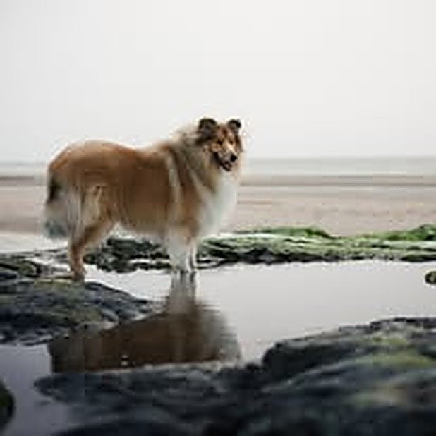 URSSAF, Colley à poil long de Marie sur une plage, compagnon de concours d'élevage chez Bulle d'Eau Canine
