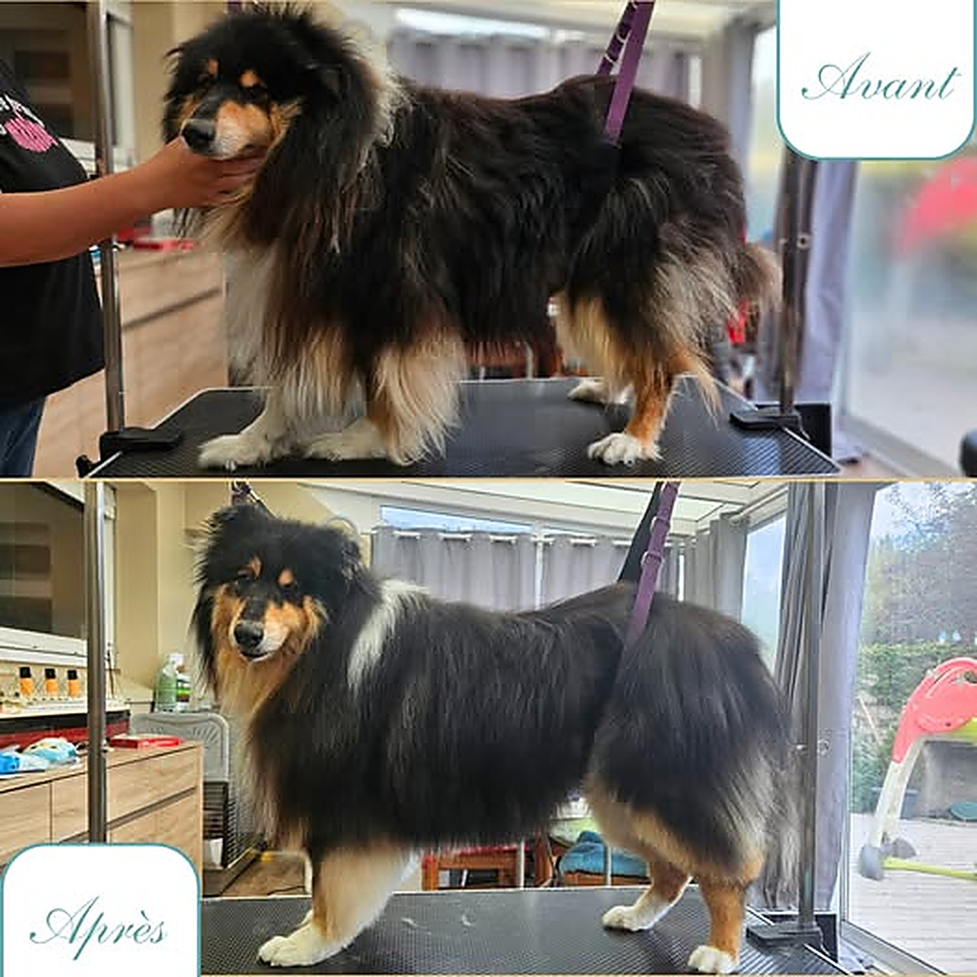 Avant / après du toilettage d'un colley tricolore à poil long au salon Bulle d'Eau Canine