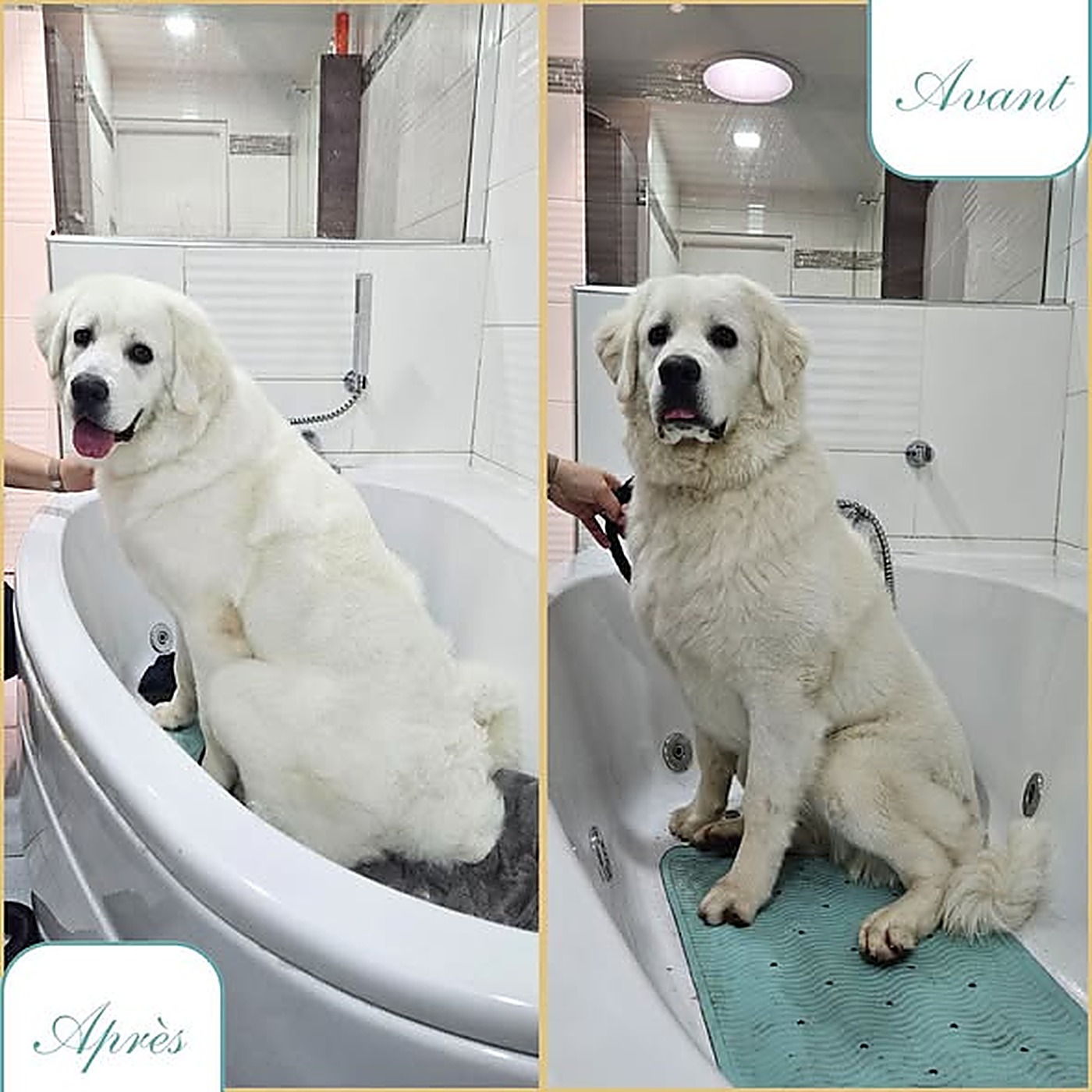 Avant / après du bain d'un montagne des Pyrénées blanc au salon Bulle d'Eau Canine à Saint-Sylvestre-Cappel