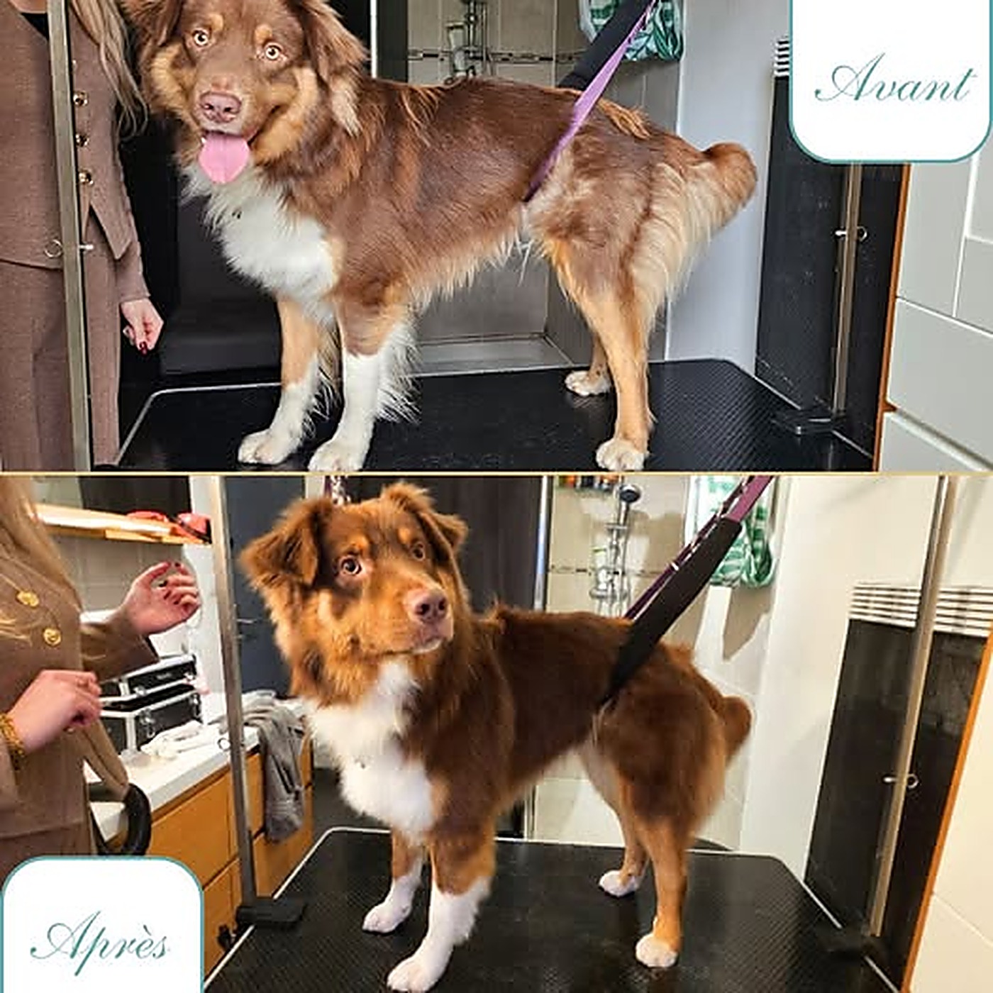 Avant / après du toilettage d'un berger australien marron et blanc au salon Bulle d'Eau Canine à Saint-Sylvestre-Cappel