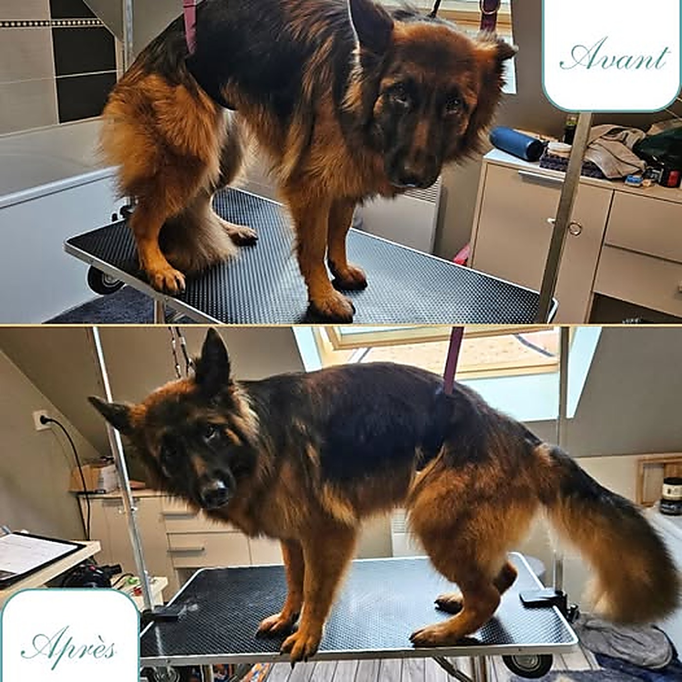 Avant / après du toilettage d'un berger allemand à poil long après débourrage au salon Bulle d'Eau Canine