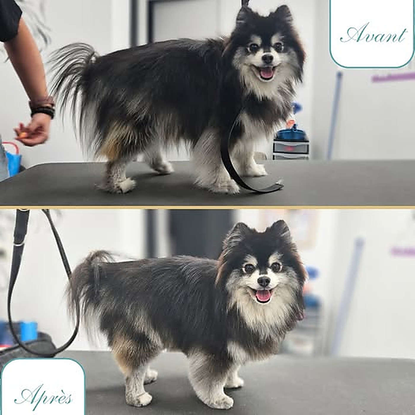 Avant / après du toilettage d'un spitz noir et feu brossé et démêlé au salon Bulle d'Eau Canine à Saint-Sylvestre-Cappel