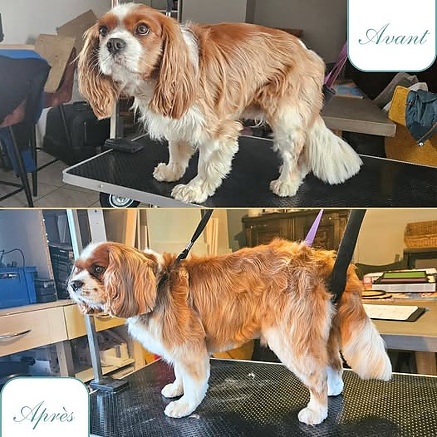 Avant / après du toilettage d'un cavalier king charles blenheim démêlé au salon Bulle d'Eau Canine