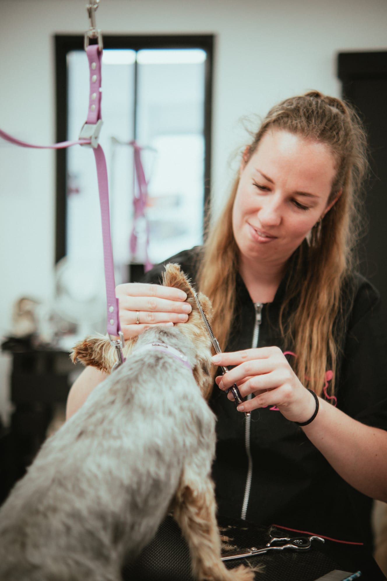 Marie toilettant un bouvier bernois au salon Bulle d'Eau Canine