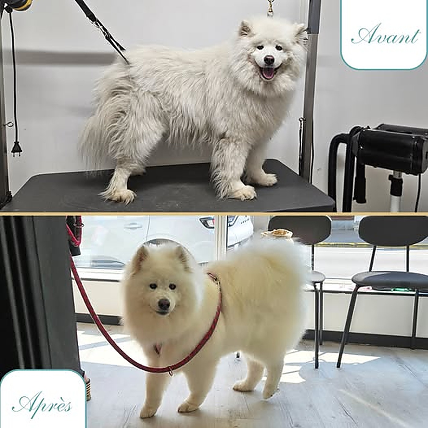 Avant / après du toilettage d'un samoyède blanc après débourrage et séchage au salon Bulle d'Eau Canine