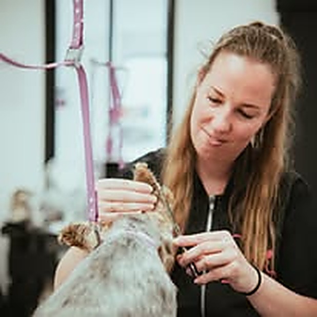Marie toilettant un chien sur la table de toilettage du salon Bulle d'Eau Canine