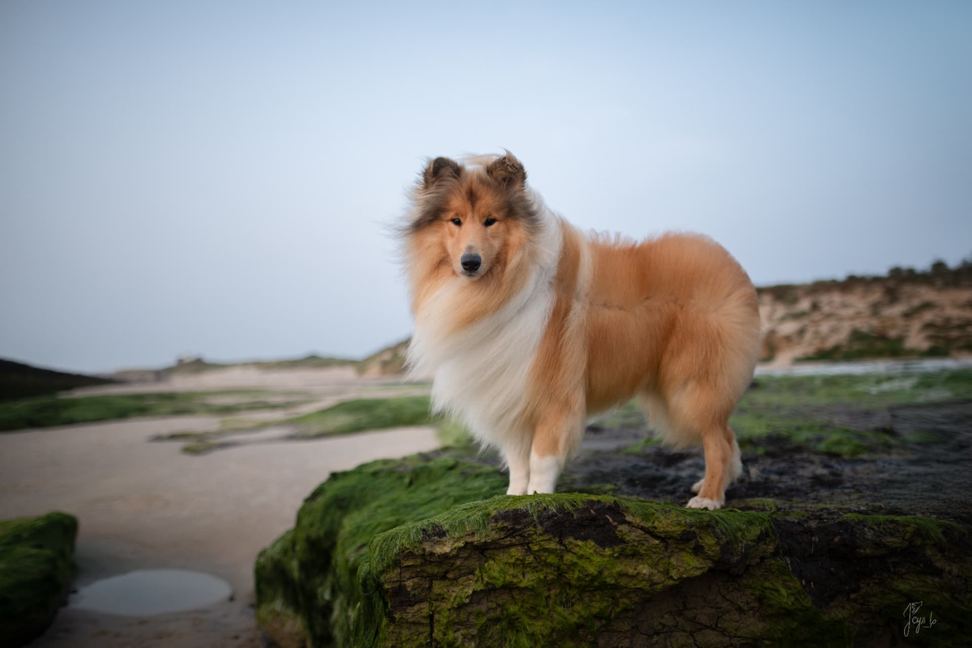 URSSAF, Colley à poil long de Marie sur une plage, compagnon de concours d'élevage chez Bulle d'Eau Canine