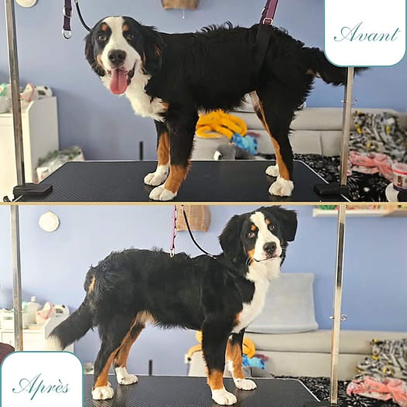 Avant / après du toilettage d'un bouvier bernois après bain et brossage au salon Bulle d'Eau Canine